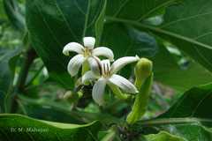 Morinda pubescens